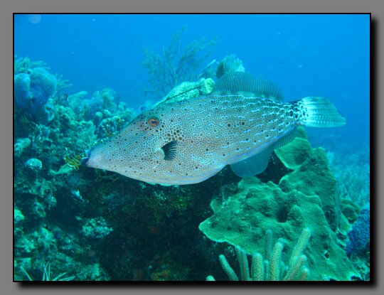 scrawled filefish